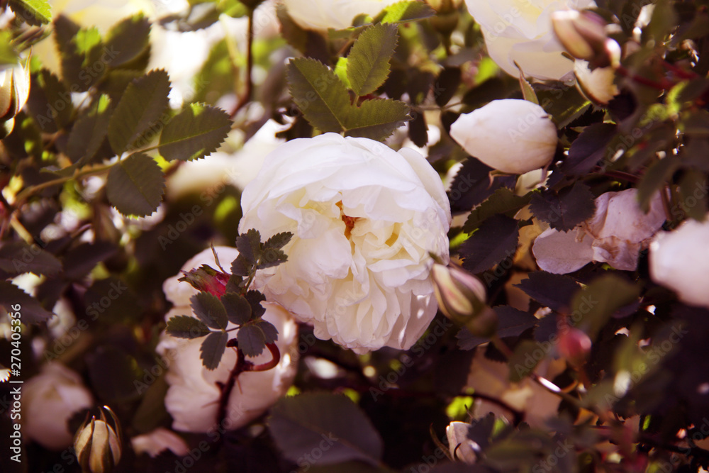 white roses bush background white roses bush background