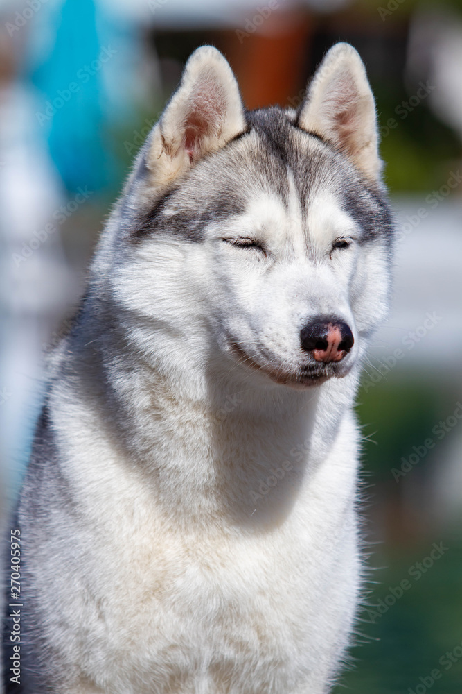 A mature Siberian husky female dog is sitting near a big pool. The background is blue. A bitch has grey and white fur and blue eyes. She looks forward. A mature Siberian husky female dog is sitting near a big pool. The background is blue. A bitch has grey and white fur and blue eyes. She looks forward.