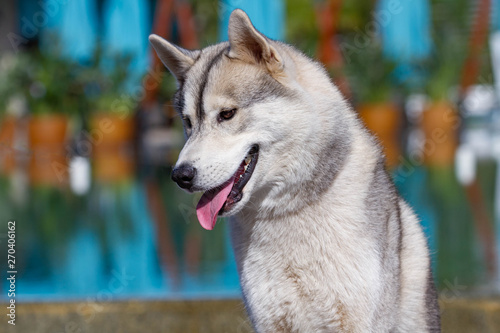 A mature Siberian husky female dog is sitting near a big pool. The background is blue. A bitch has grey and white fur and blue eyes. She looks forward.