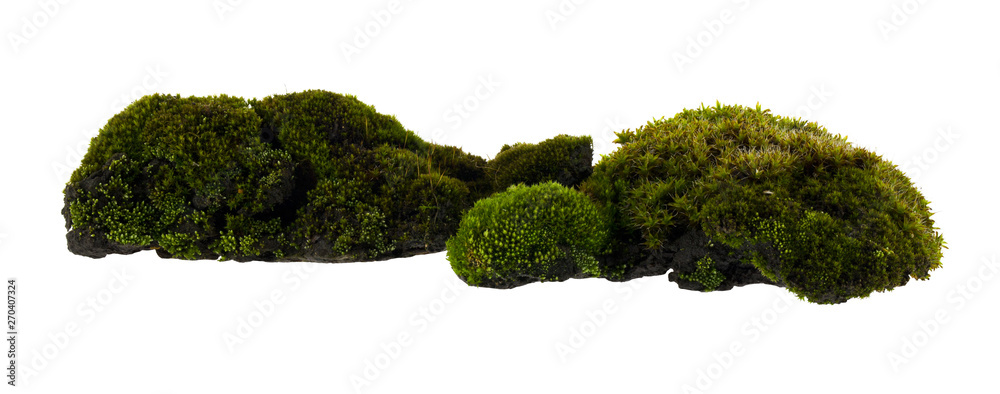 Green moss isolated on white background close up Green moss isolated on white background close up