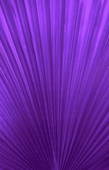 Keuken achterwand Purper Tropische jungle bladeren in close-up  © alimyakubov