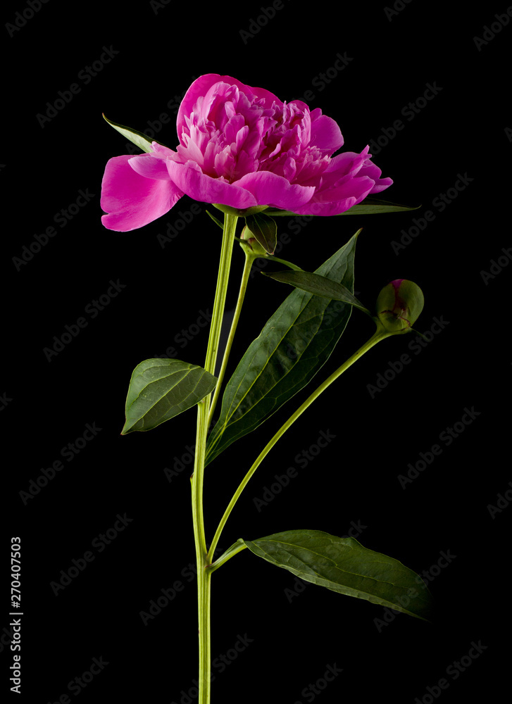 Obraz premium Peonies flowers isolated on black background