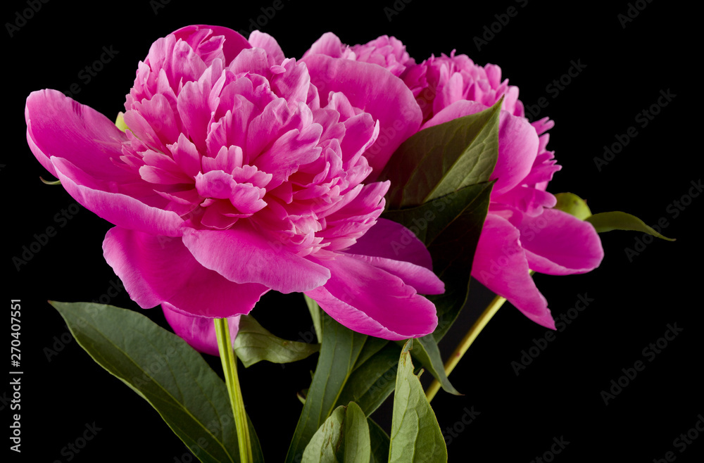 Peonies flowers isolated on black background