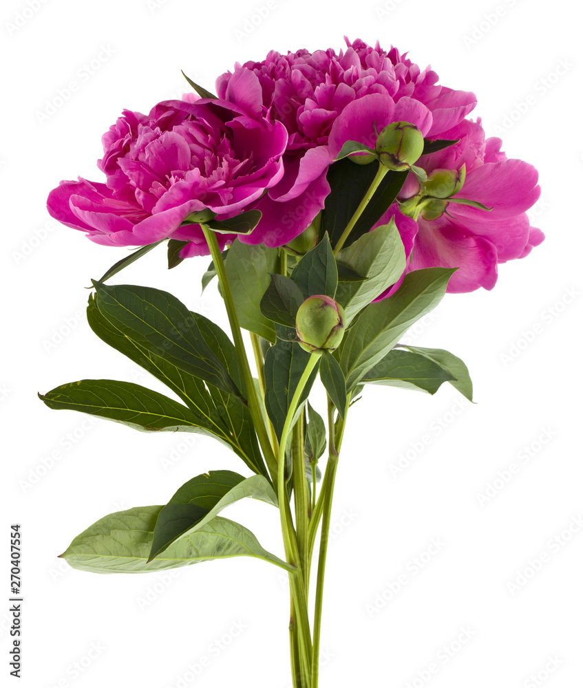 Peonies flowers isolated on white background Peonies flowers isolated on white background