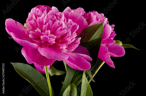 Peonies flowers isolated on black background