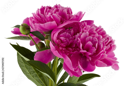 Fototapeta Naklejka Na Ścianę i Meble -  Peonies flowers isolated on white background
