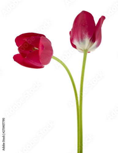 Red tulips isolated on white background close up. Spring flowers.