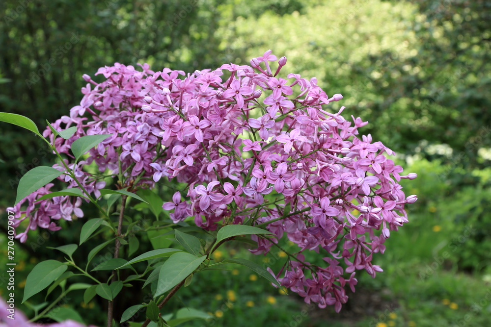 Beautiful blooming spring lilac on a beautiful blurry background Beautiful blooming spring lilac on a beautiful blurry background