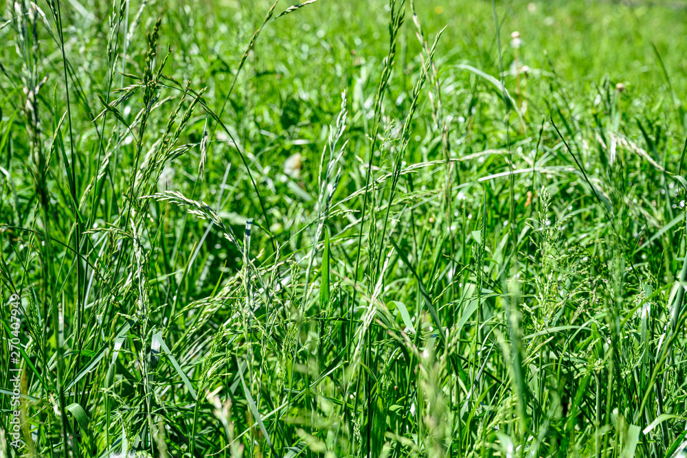 Wiesengräser Wiesengräser