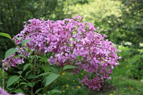 Beautiful blooming spring lilac on a beautiful blurry background