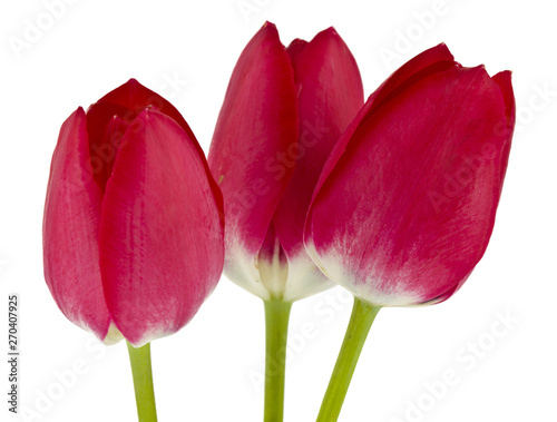 Red tulips isolated on white background close up. Spring flowers.