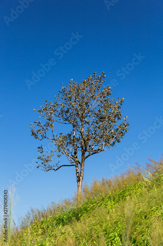  tree on mountain and blue sky