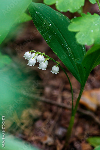 Beautiful spring blooming lilies of the valley with drops of flowers dew