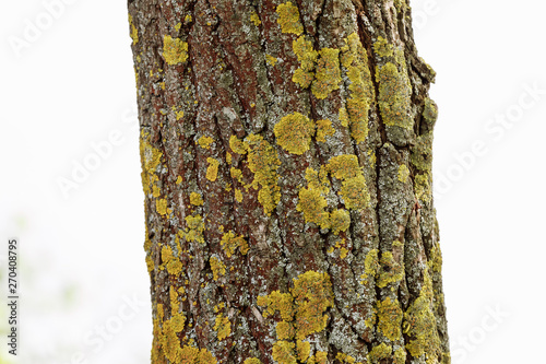 Natural wooden texture. bark of a tree photo