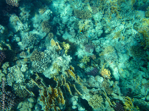sea fish near coral, underwater © vadim_fl