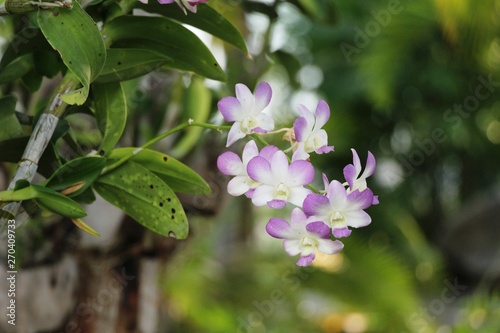 Orchid flower is beautiful in the garden