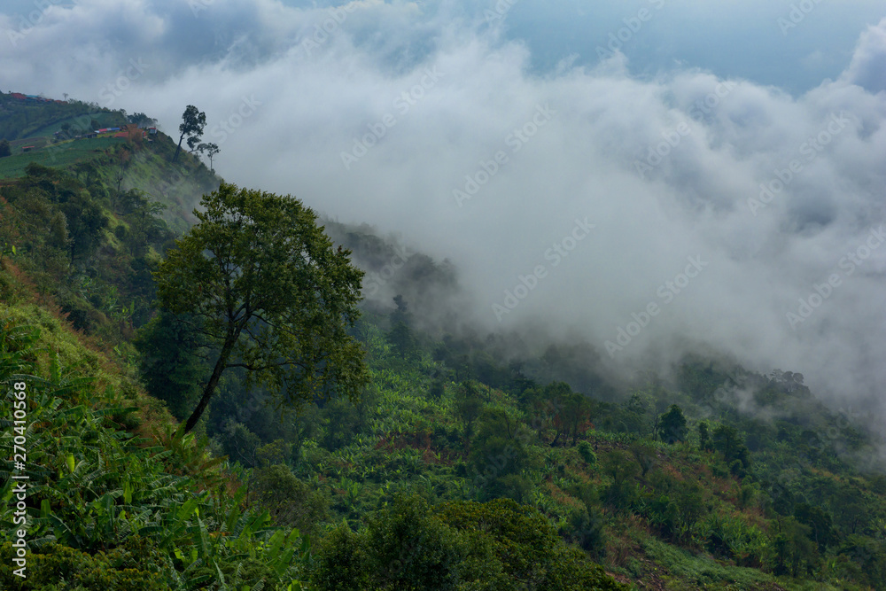 Foggy mountain in deep forest at Thailand