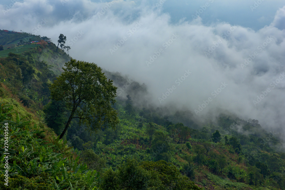 Foggy mountain in deep forest at Thailand Foggy mountain in deep forest at Thailand