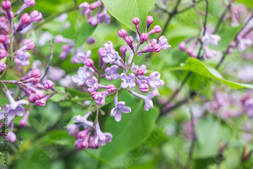 blooming violet syringa lilac flower on branches 