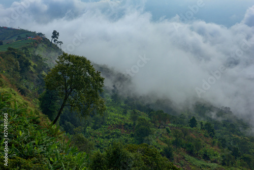 Foggy mountain in deep forest at Thailand