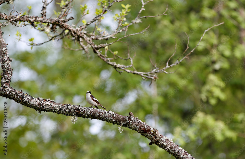 A Pied flycatcher male sitting on a maple tree branch observing his territory A Pied flycatcher male sitting on a maple tree branch observing his territory