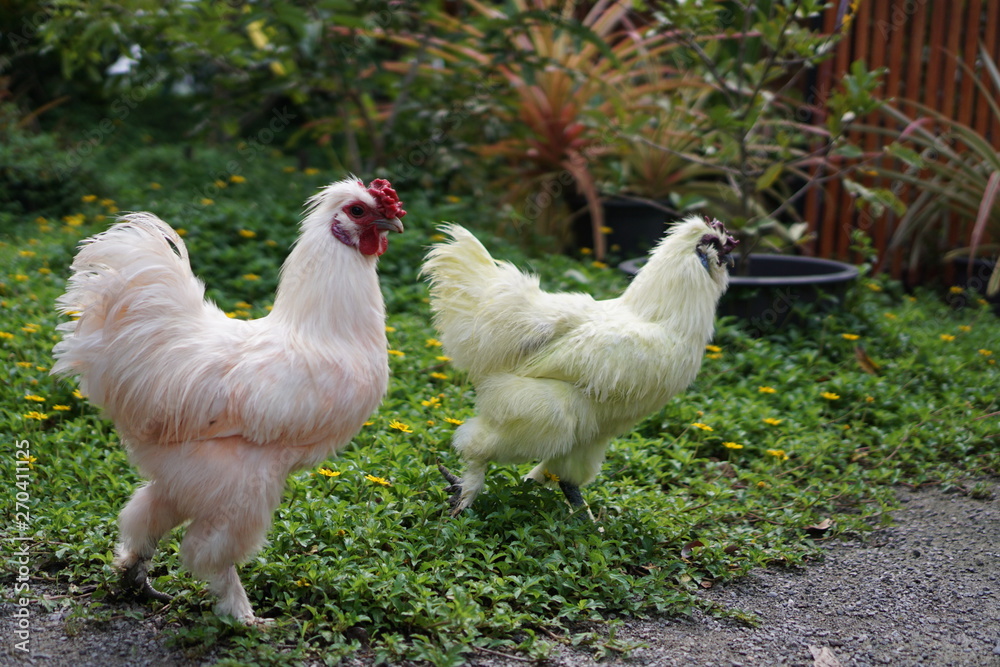 Fototapeta premium cock and hen