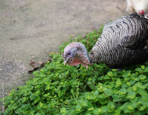 turkey in garden
