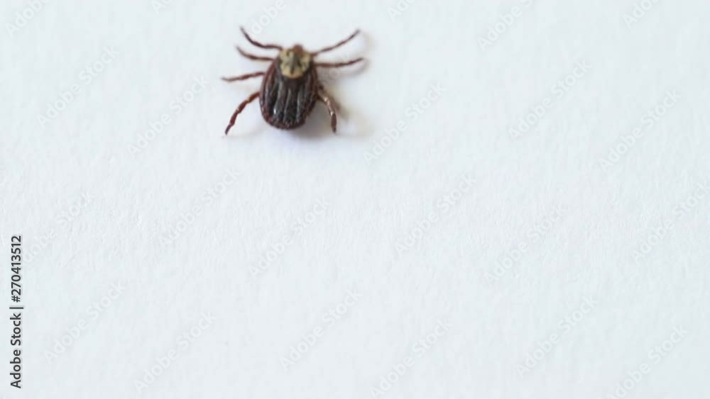 tick family Ixodes crawling on a white paper. tick family Ixodes crawling on a white paper.