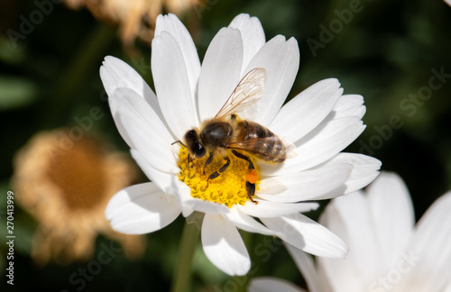 Bee eating pollen on daisy flower 