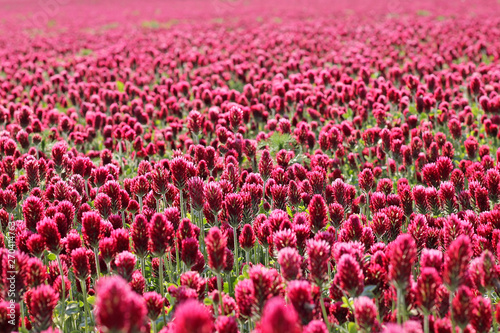 Field of red clover close up.