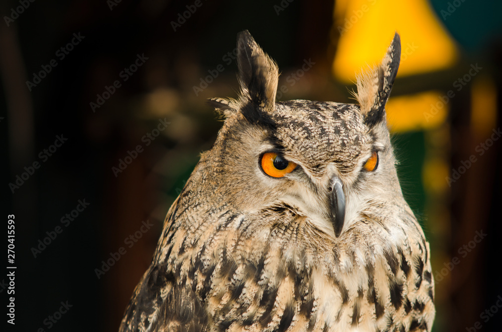 Fototapeta premium buho atento