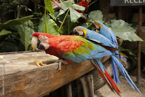 Canaima Venezuela photo