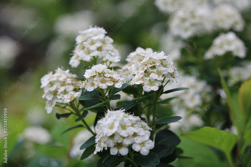 Blossoms... Blossoms...