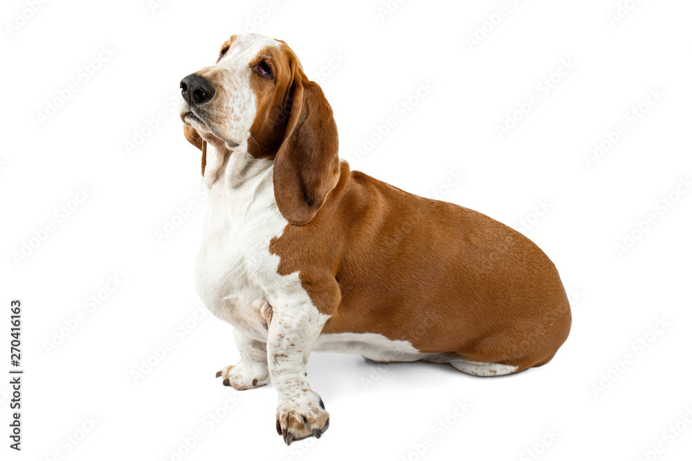 Basset Hound dog sitting on white background. Animal model of big ears brown and white sniffer