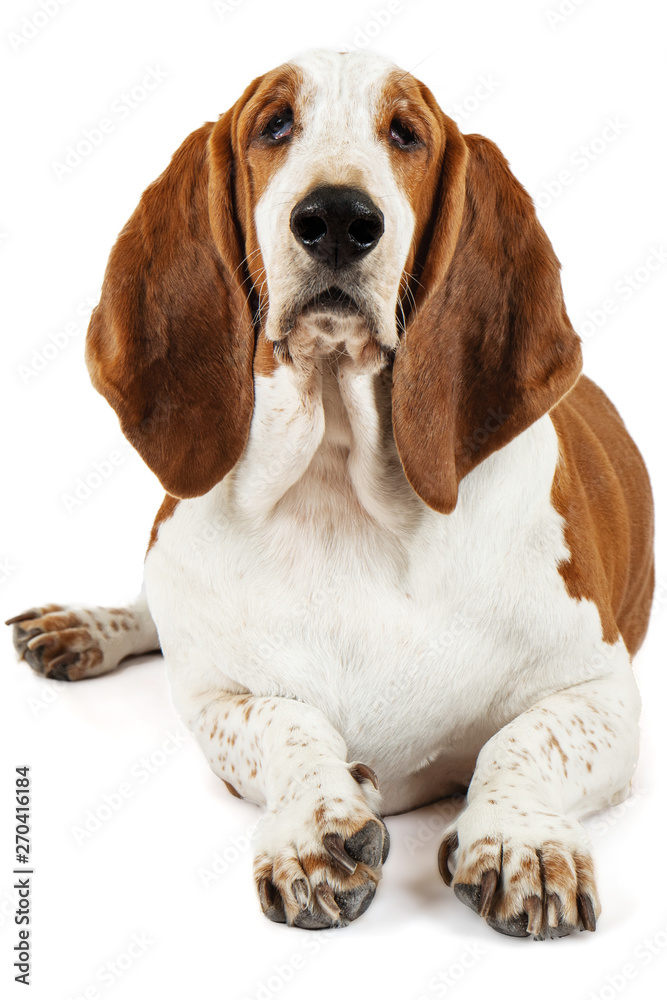 Basset Hound dog lying on the white background. Animal model of big ears brown and white sniffer