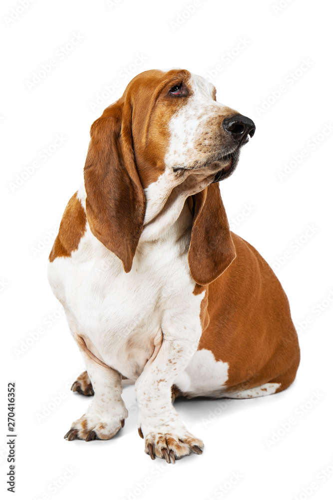 Basset Hound dog sitting on white background. Animal model of big ears brown and white sniffer Basset Hound dog sitting on white background. Animal model of big ears brown and white sniffer