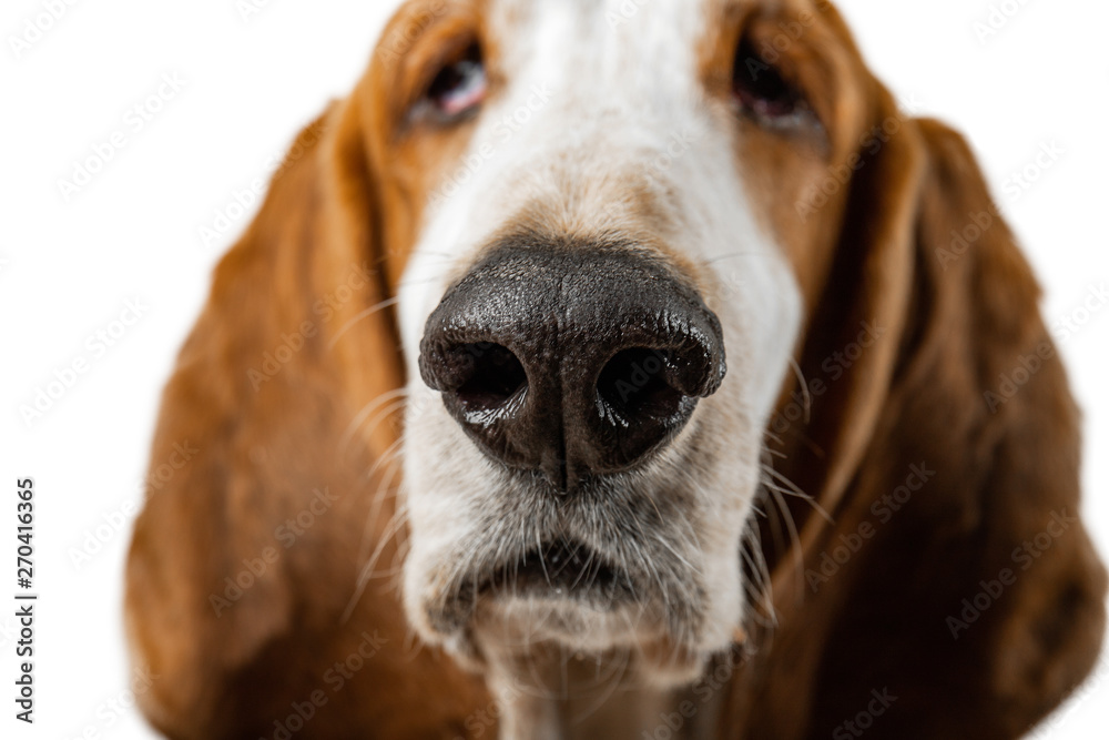 Basset Hound dog on white background close-up of face. Animal model of big ears brown and white sniffer Basset Hound dog on white background close-up of face. Animal model of big ears brown and white sniffer