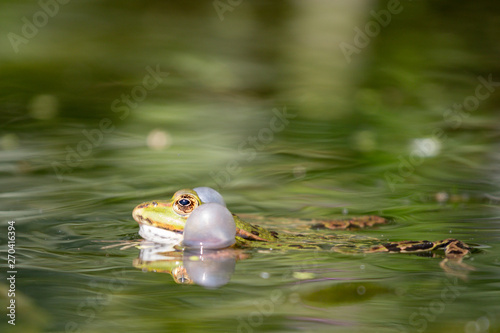 Frog in pond with cheeks