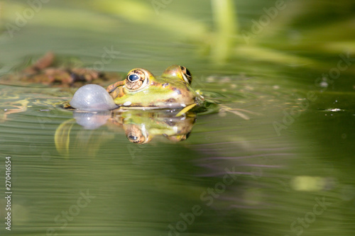 frog in pond closeup