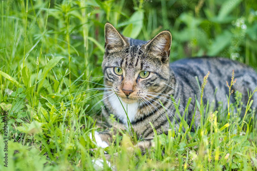 Young green-eyed Mackerel Tabby Cat frolics in the grass on a late spring afternoon Young green-eyed Mackerel Tabby Cat frolics in the grass on a late spring afternoon