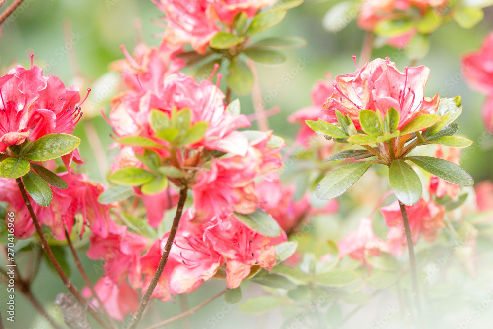 pink flowers in the garden pink flowers in the garden