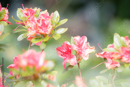 pink flowers of azalea
