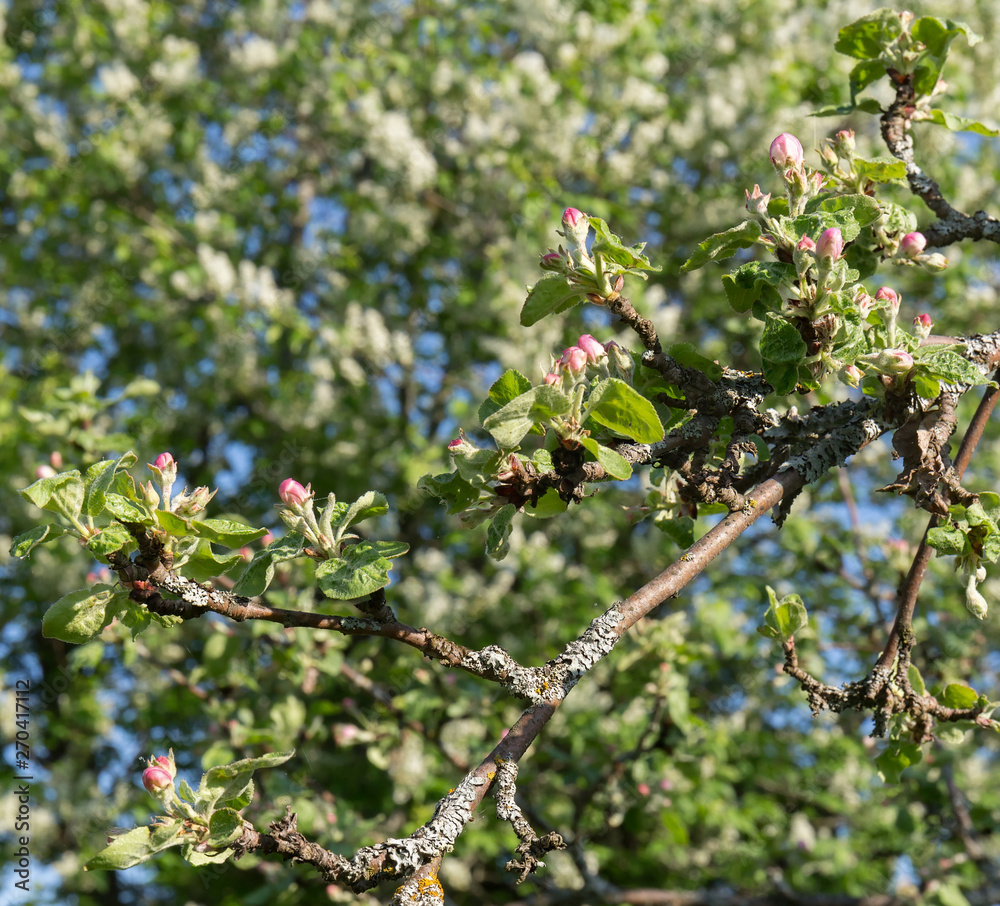 A branch of an Apple tree, with young green leaves and pink blossoming flowers on a background of young blossoming greens. Spring bloom. Sunny morning.