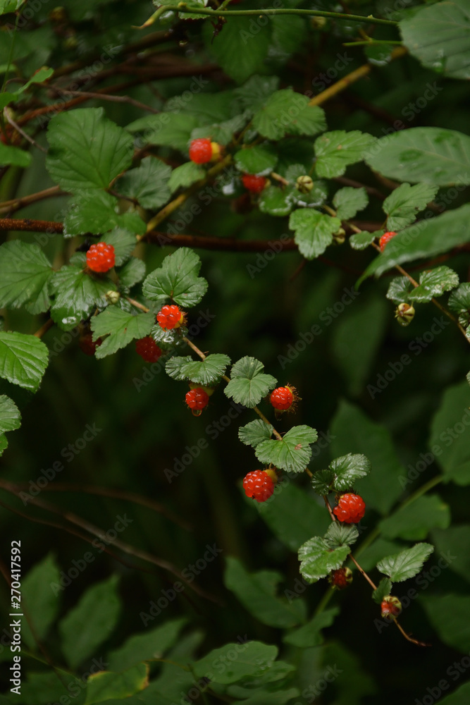 Fruits of bramble - Rubus microphyllus. It is called “Kiichigo” in Japan.