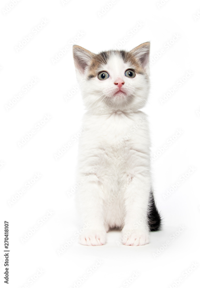 Obraz premium Cute white tabby kitten on white