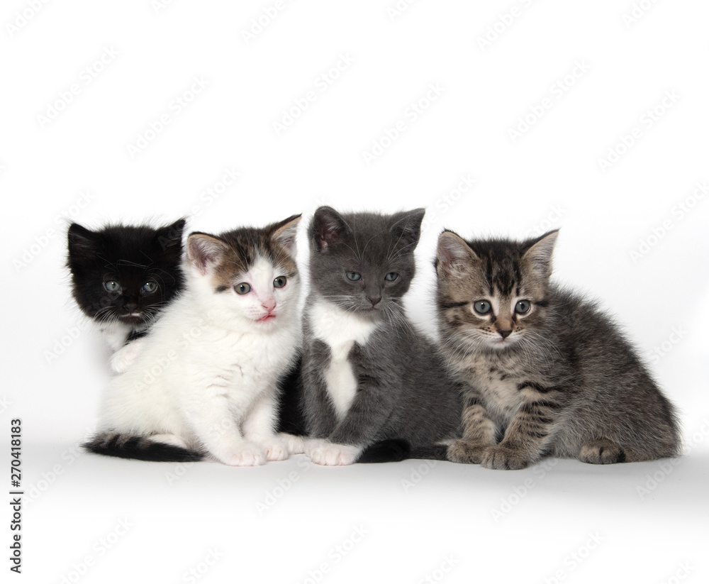 Four cute kittens on white