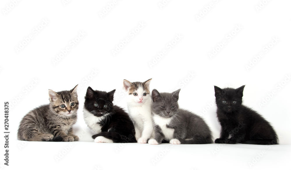 Five cute kittens on white background