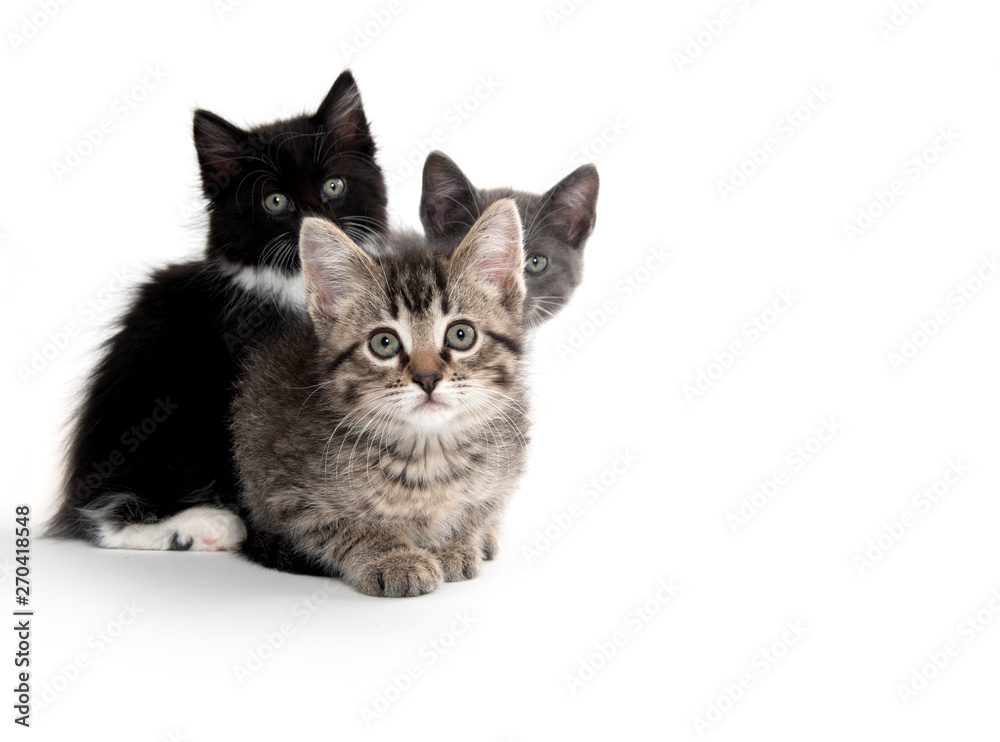 three kittens on white background