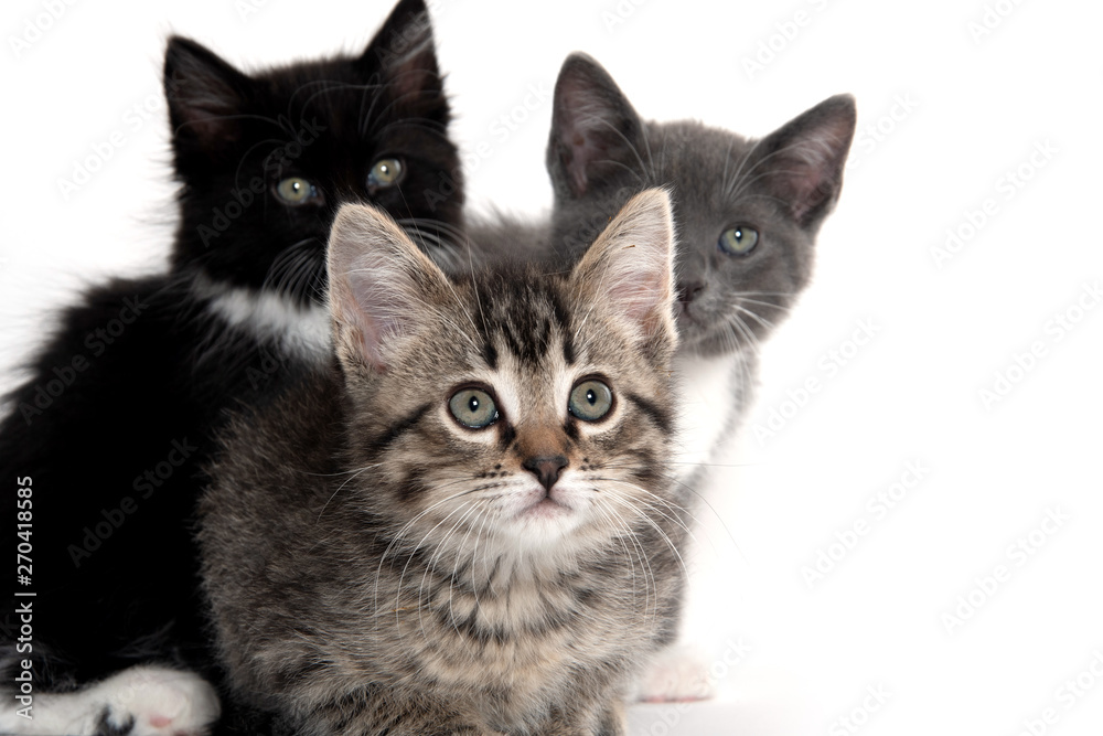 three kittens on white background