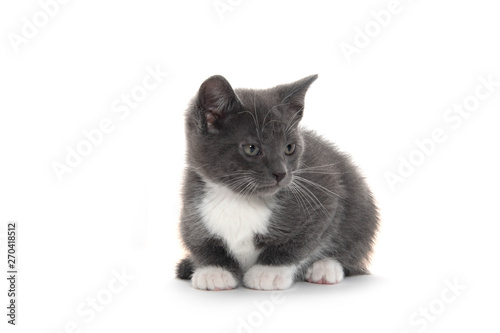 gray and white kitten on white © Tony Campbell